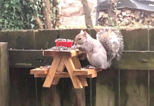 Man Builds a Tiny Picnic Table For The Squirrel Visitors In His Yard